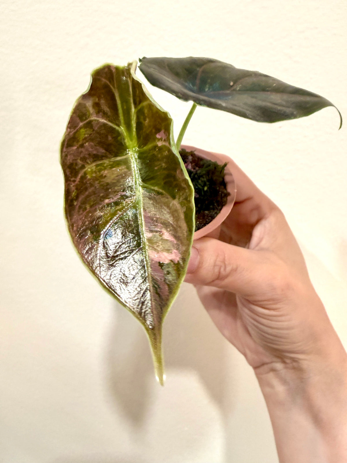 Alocasia Azlanii Pink Variegated