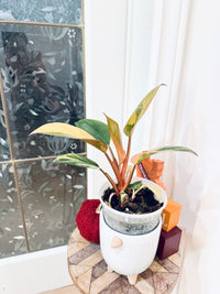 Philodendron Red Congo Variegated