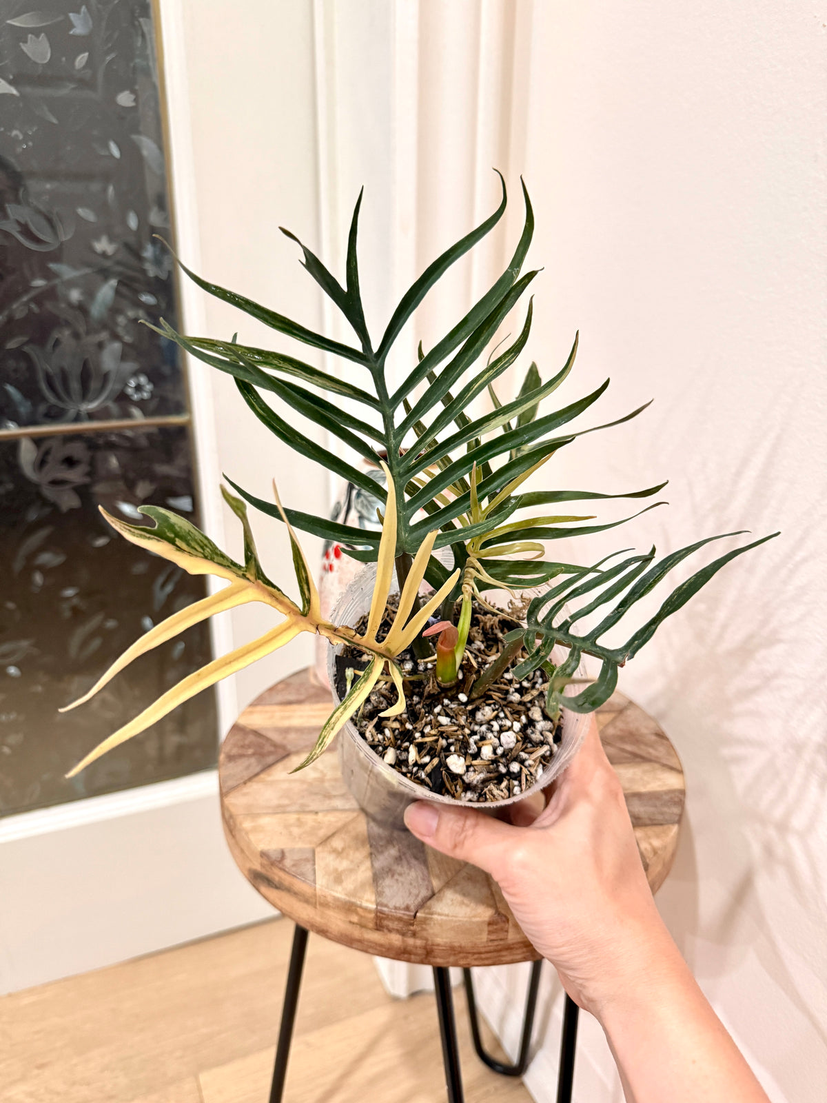 Philodendron Tortum Variegated