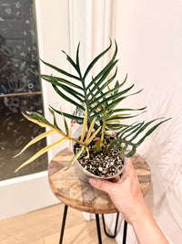 Philodendron Tortum Variegated