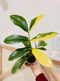 Giant ZZPlant Aurea