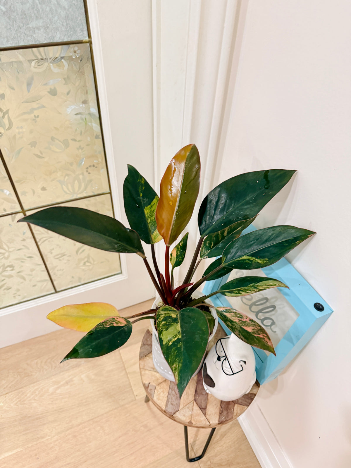 Philodendron Red Congo Variegated