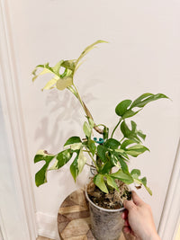 Rhaphidophora Tetrasperma Albo