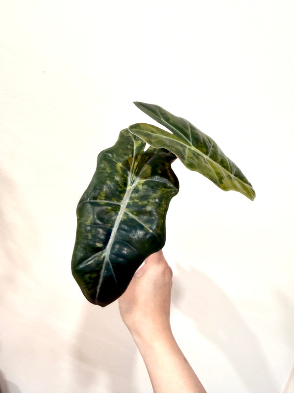 Alocasia Pseudo Aurea