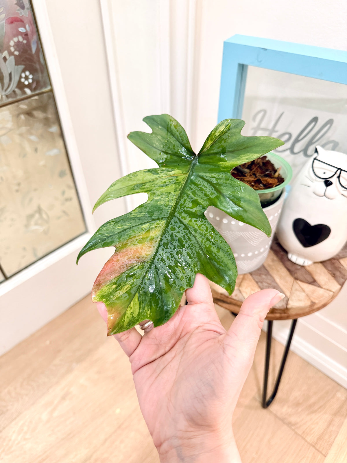 Philodendron Mayoi
