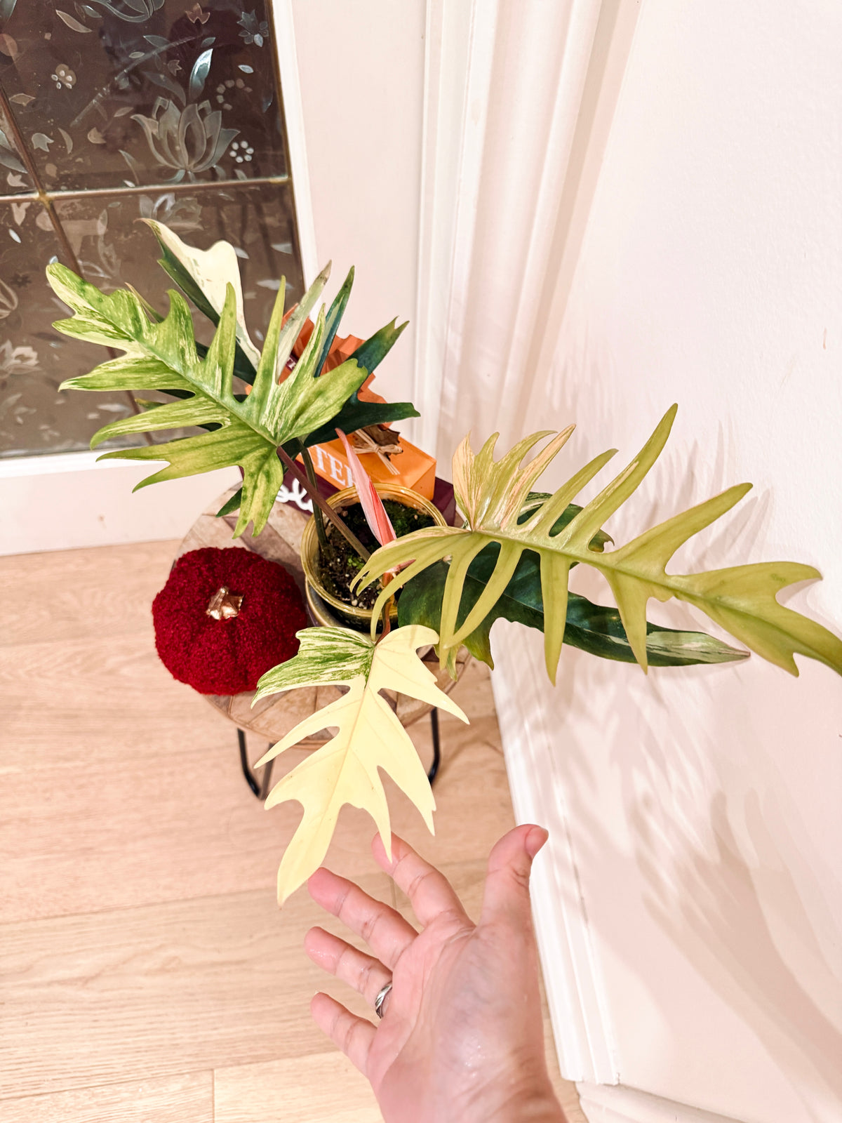 Philodendron Flobe x Tortum