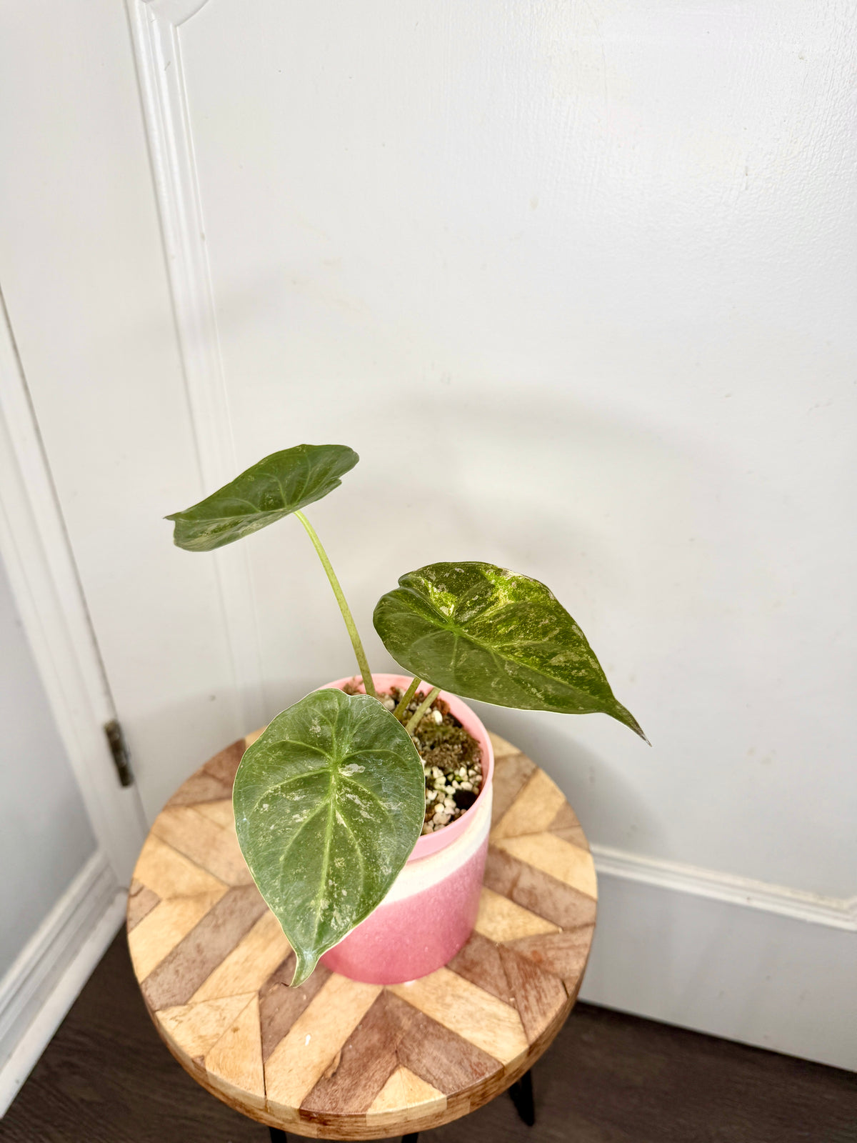 Alocasia Silver Wentii Splash