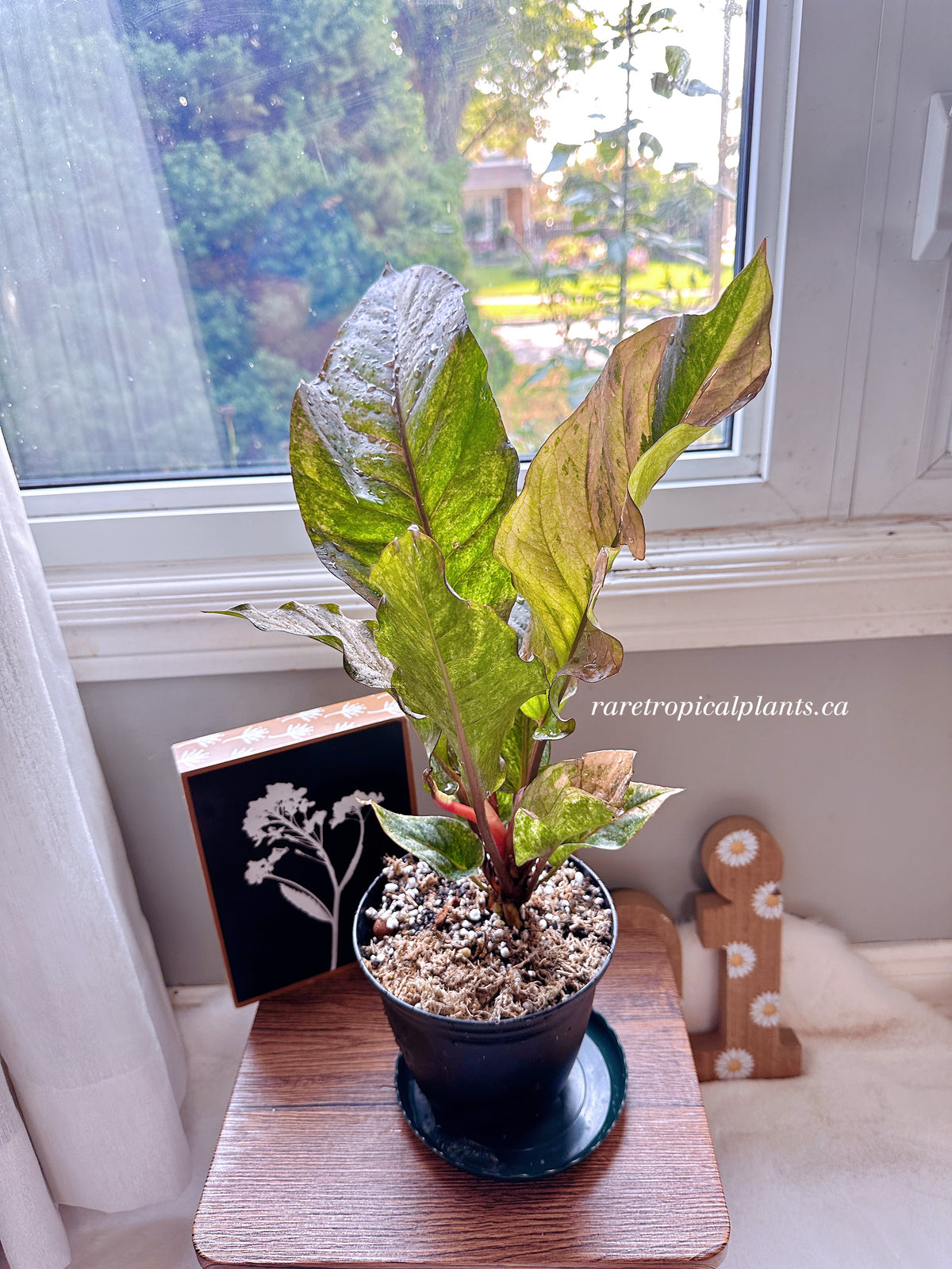 Anthurium Hookeri Pink