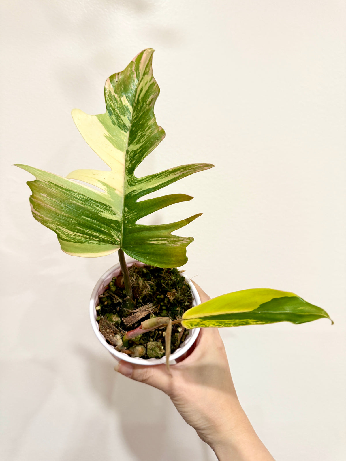 Philodendron Florida Beauty x Tortum