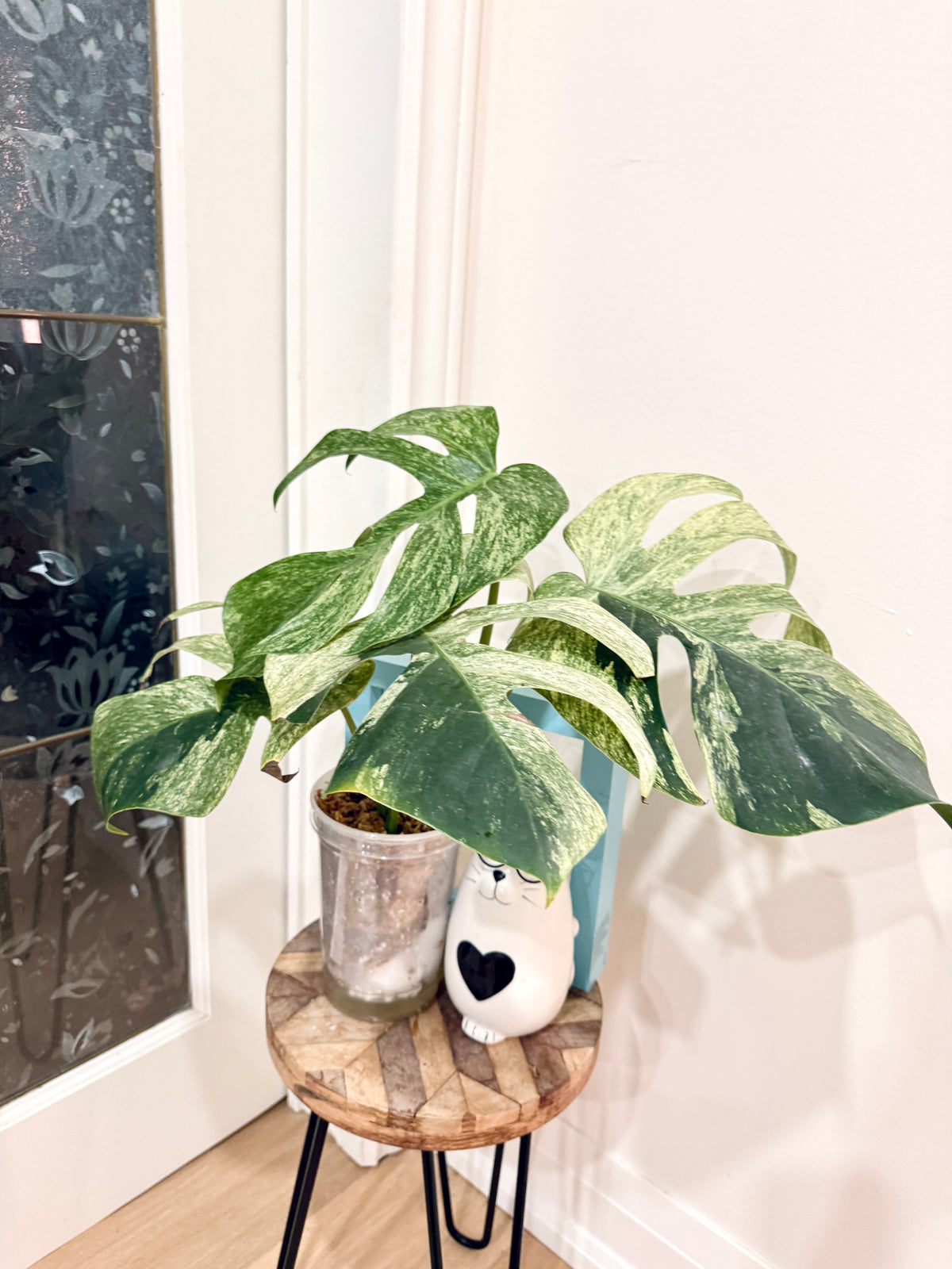 Monstera Jungle Mint