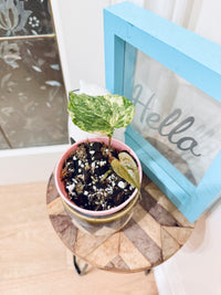 Anthurium Papillilaminum Variegated x RLFS