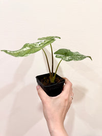 Alocasia Simpo Albo
