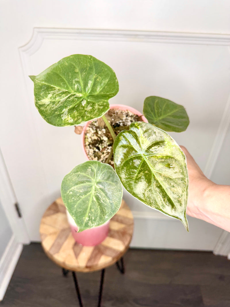 Alocasia Silver Wentii Splash