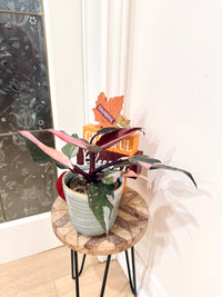 Philodendron Pink Princess Marble