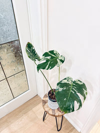 Monstera Bulbasaur
