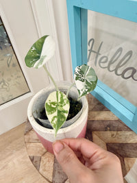 Alocasia Maharani Albo