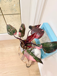 Philodendron Pink Princess Galaxy