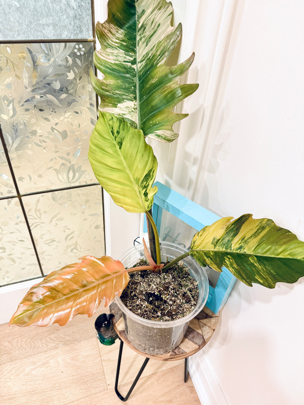 Philodendron Caramel Marble