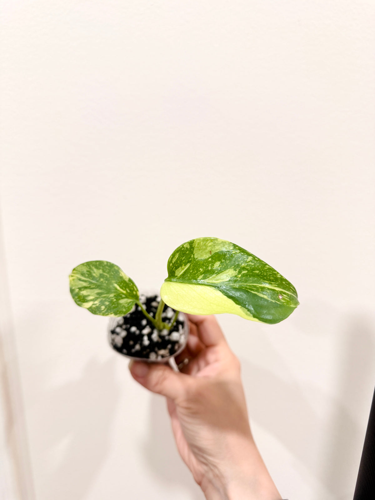 Monstera Electrolyte