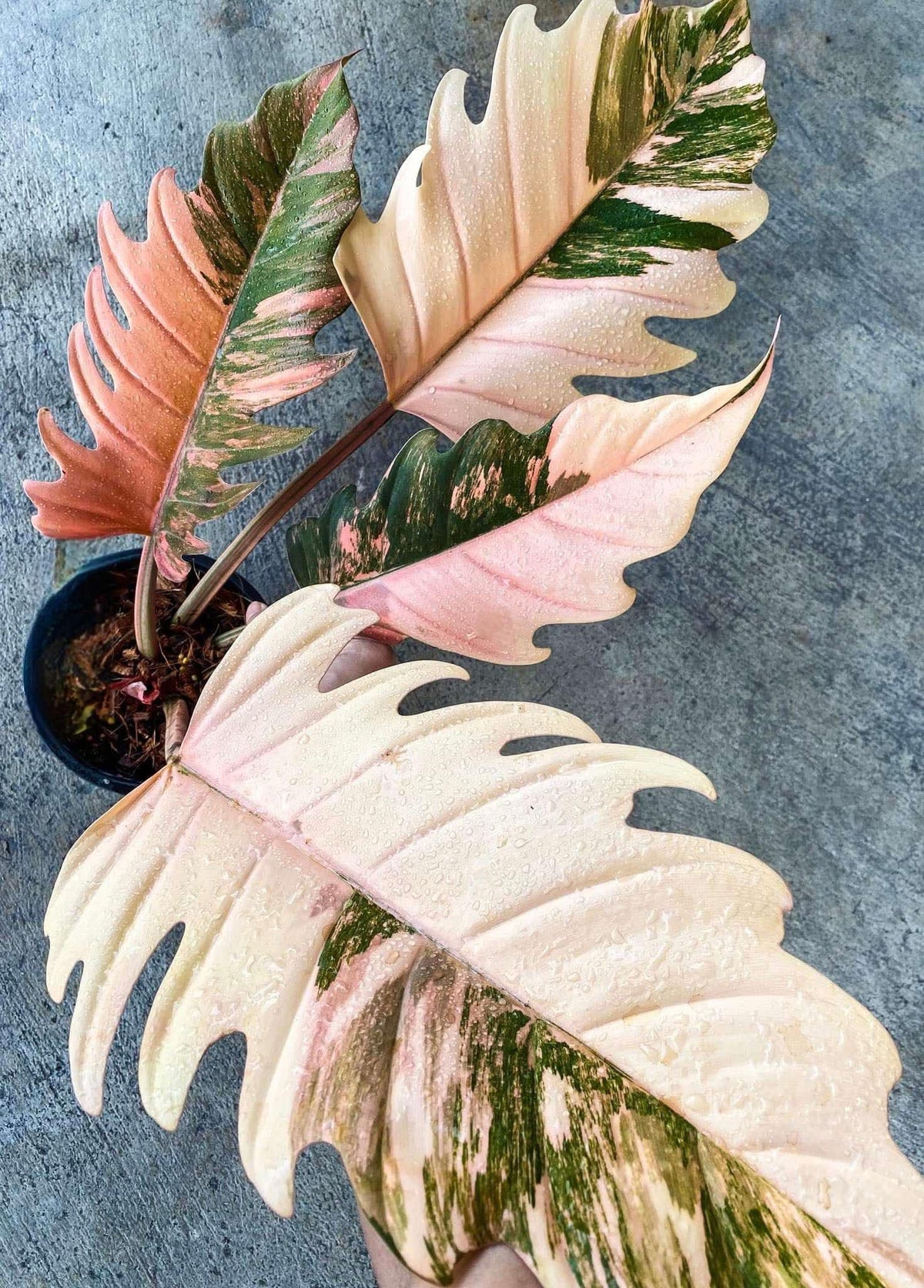 [PRE ORDER] PHILODENDRON CARAMEL MARBLE RED FIRE