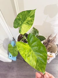 Alocasia Gageana Mint & Wentii Silver