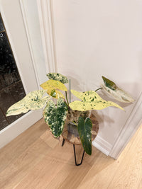 Philodendron Ilsemanii