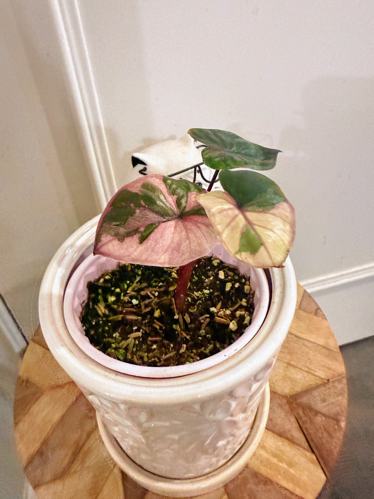 Alocasia Serendipity Variegated