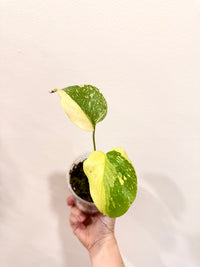 Monstera Electrolyte