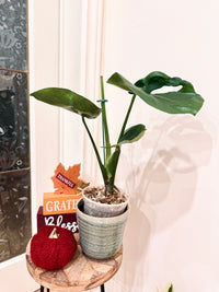 Monstera Cupcake
