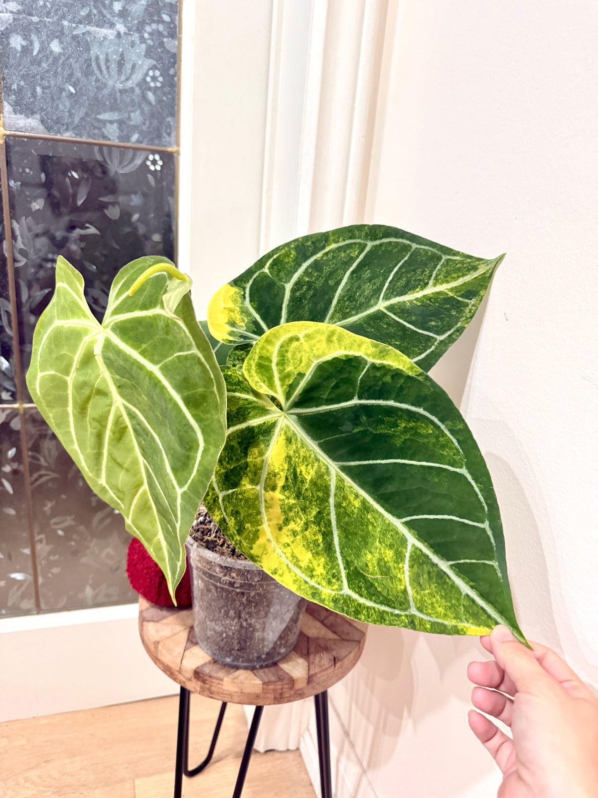 Anthurium Silver Blush x (Hope x Crystal)