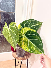 Anthurium Silver Blush x (Hope x Crystal)
