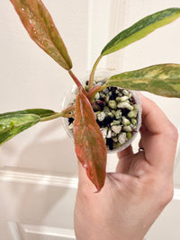 Philodendron Caramel Fire Tiger