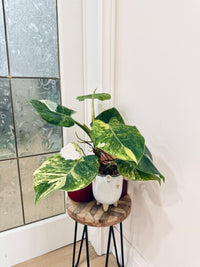Philodendron White Wizard Tricolour