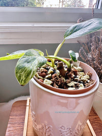 Philodendron Emerald Ice