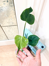 Monstera Tattoo