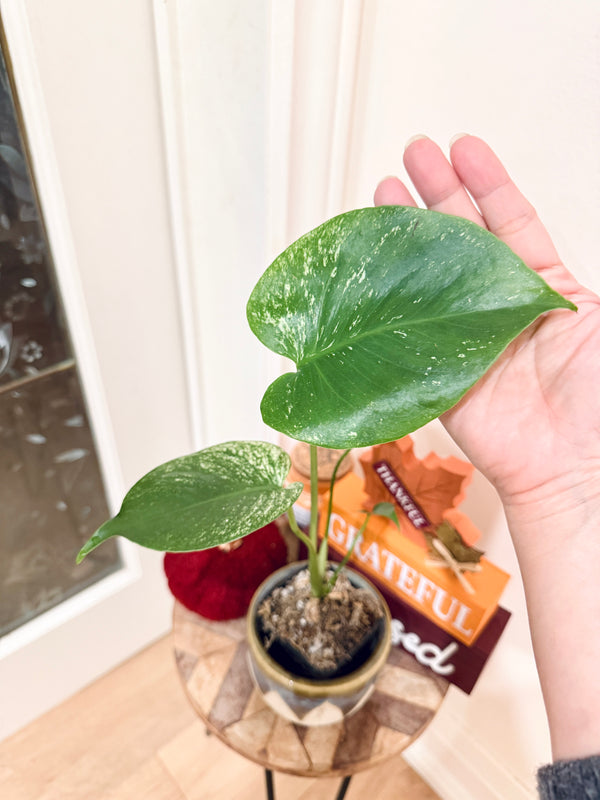 Monstera Devil