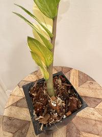 ZZPlant Aurea