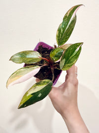 Philodendron Princess Tricolour