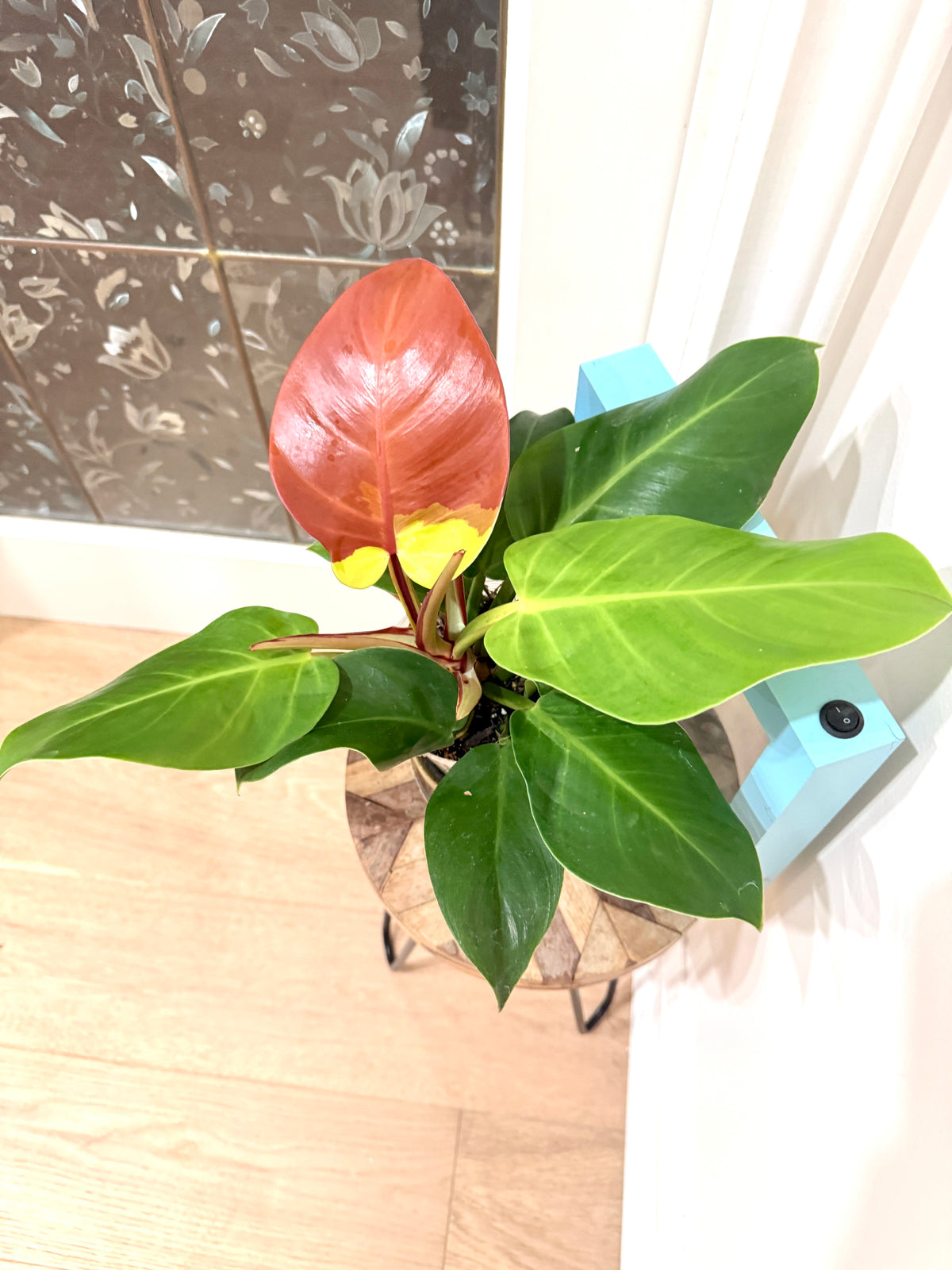 Philodendron Red Moon Variegated