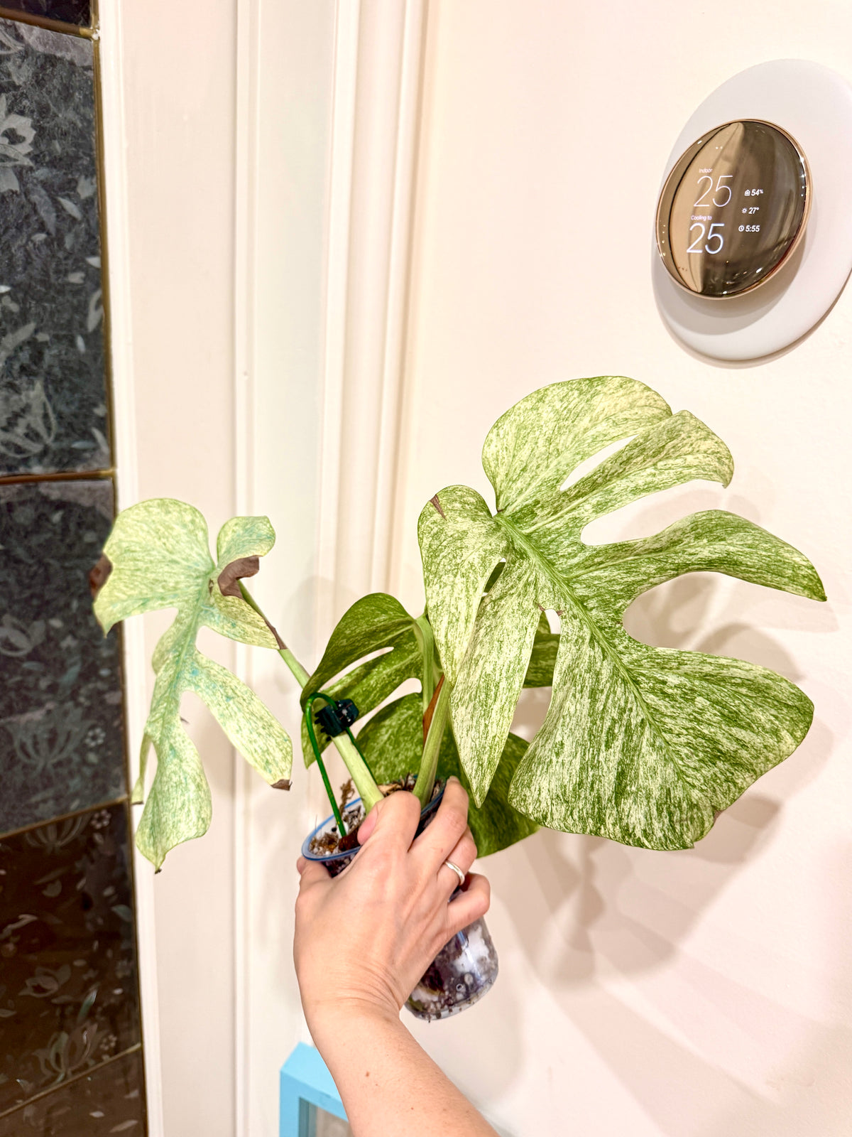 Monstera Full Mint