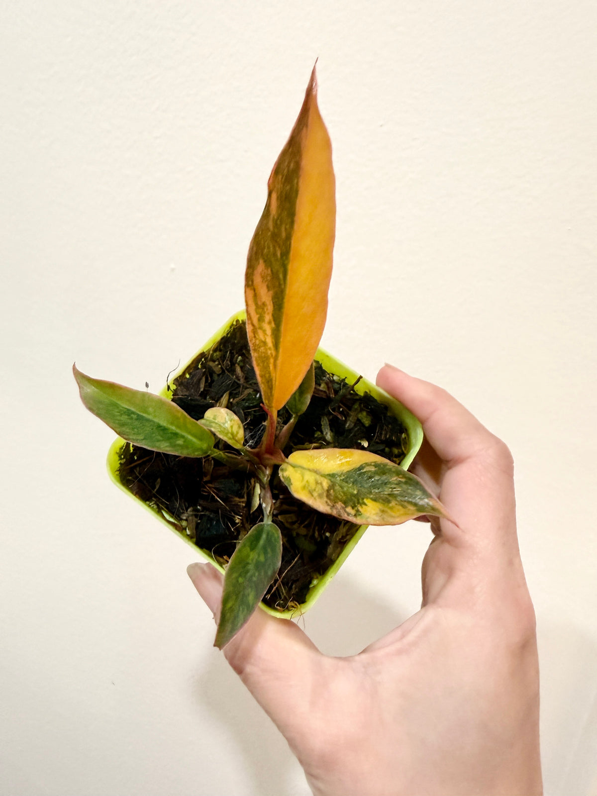 Philodendron Caramel Fire Tiger
