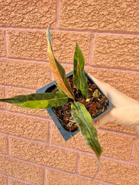 Philodendron Caramel Fire Tiger