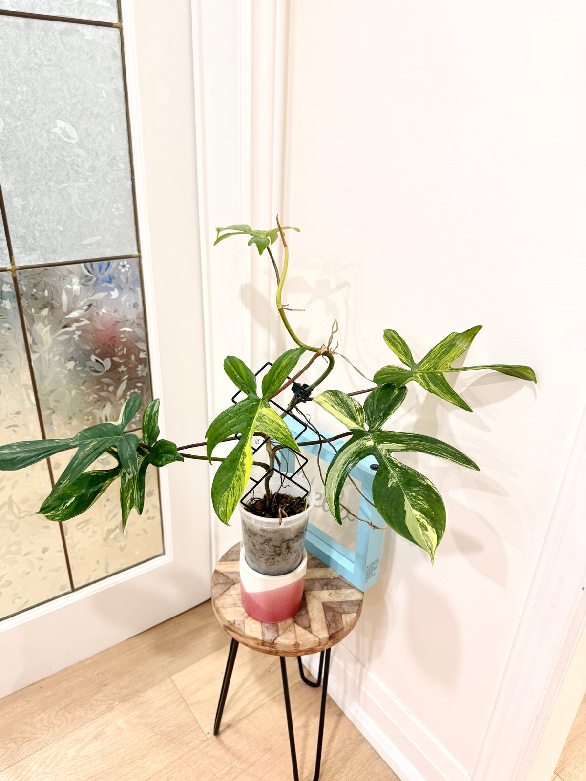 Philodendron Florida Beauty