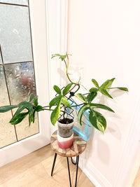Philodendron Florida Beauty