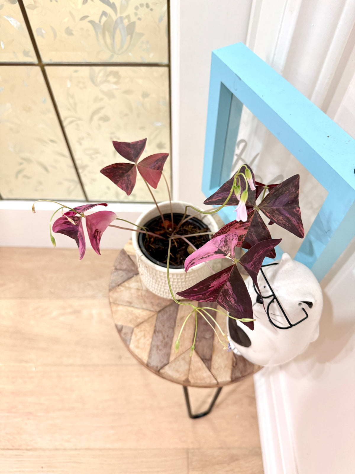 Oxalis Triangularis Variegated