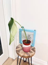 Monstera Mint