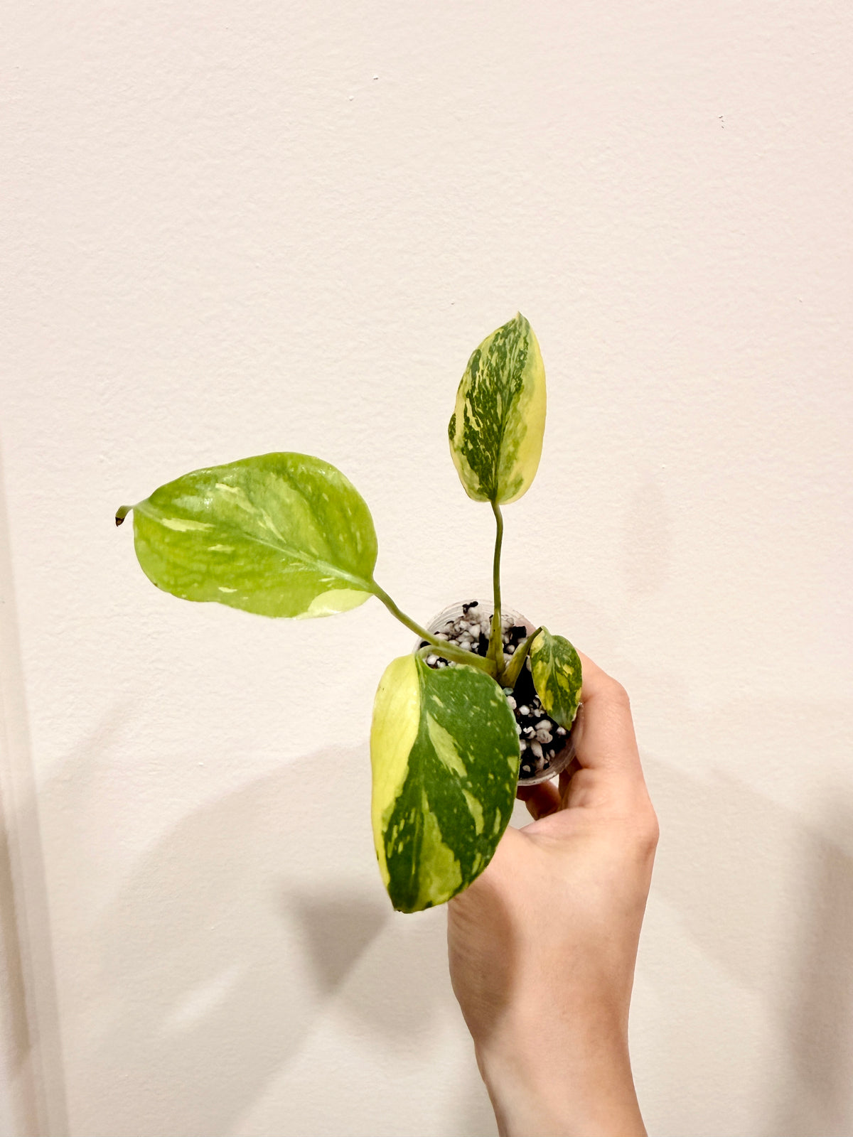 Monstera Electrolyte