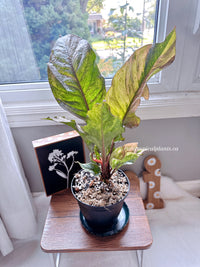 Anthurium Hookeri Pink