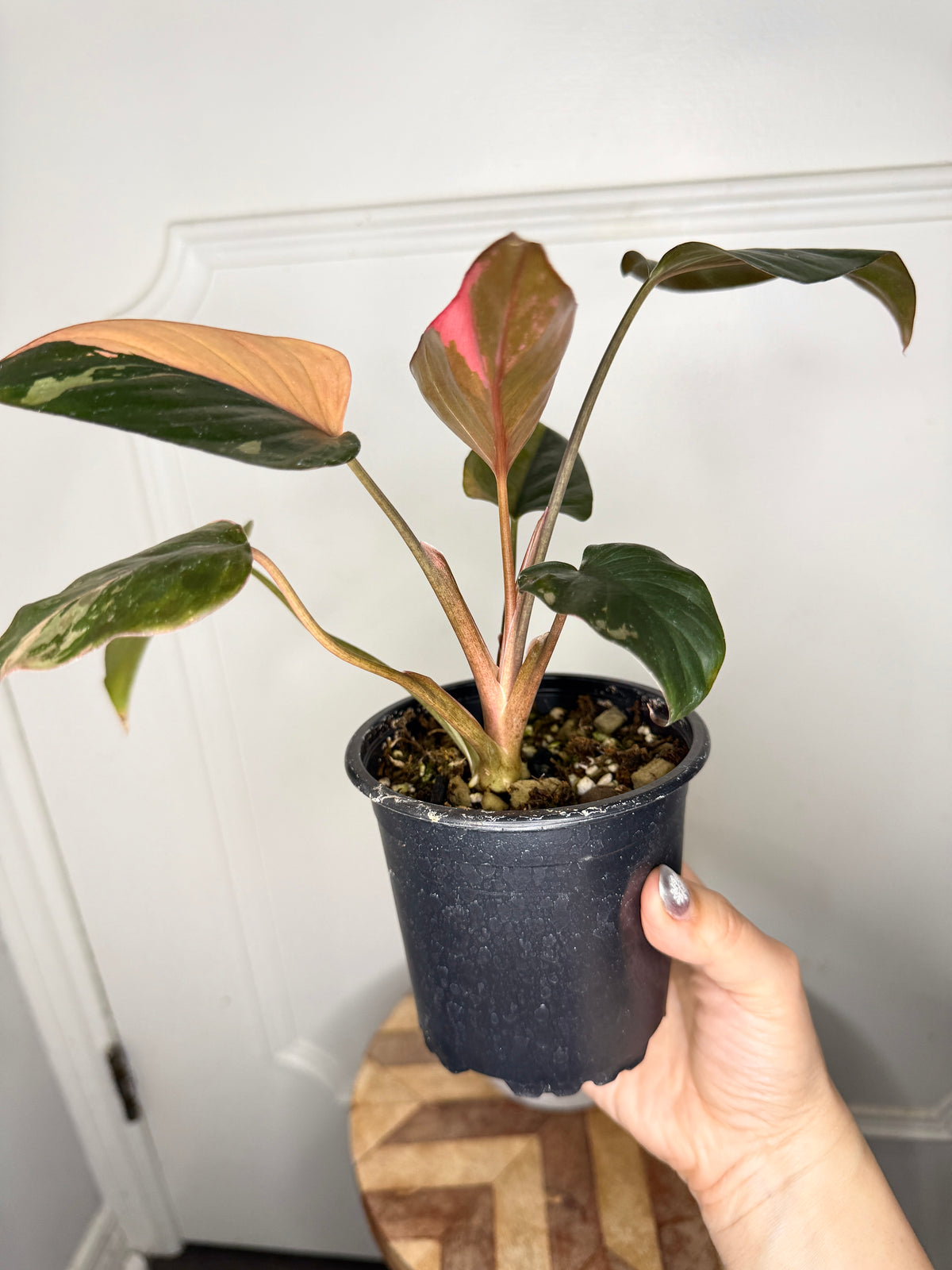 Homalomena Pink Diamond