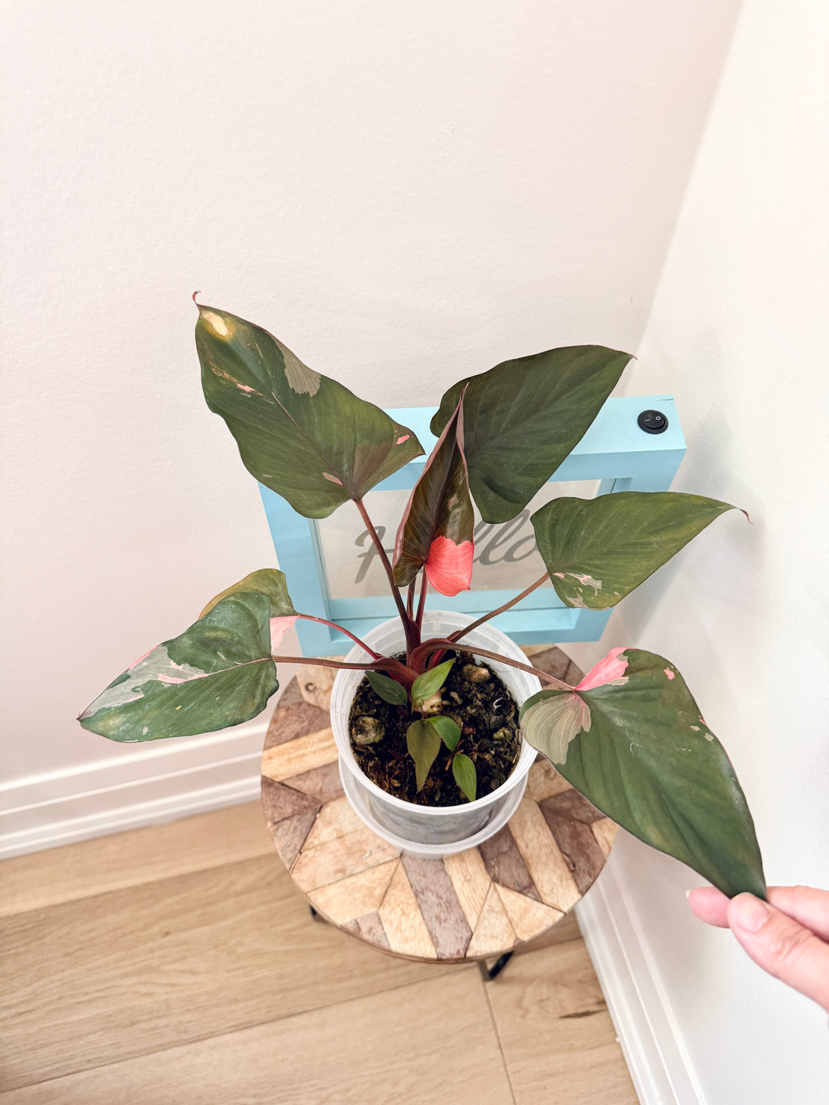 Homalomena Rubescens Pink Diamond Variegated